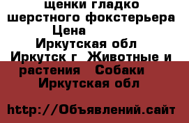 щенки гладко шерстного фокстерьера › Цена ­ 15 000 - Иркутская обл., Иркутск г. Животные и растения » Собаки   . Иркутская обл.